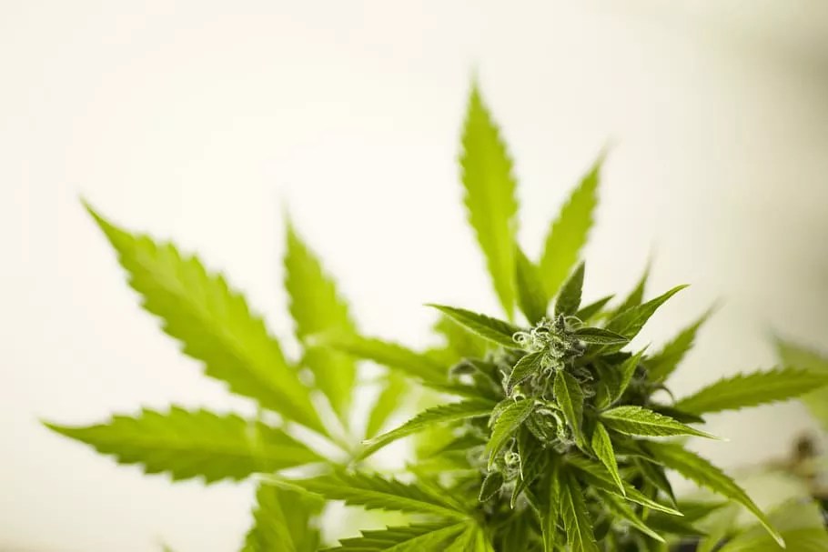 Marijuana Legalization Can Stay on Arizona Ballot, State Supreme Court Rules