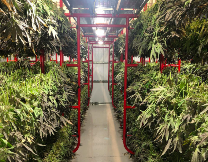 Pot Spotlight: The Arizona Cultivators Behind Sonoran Roots