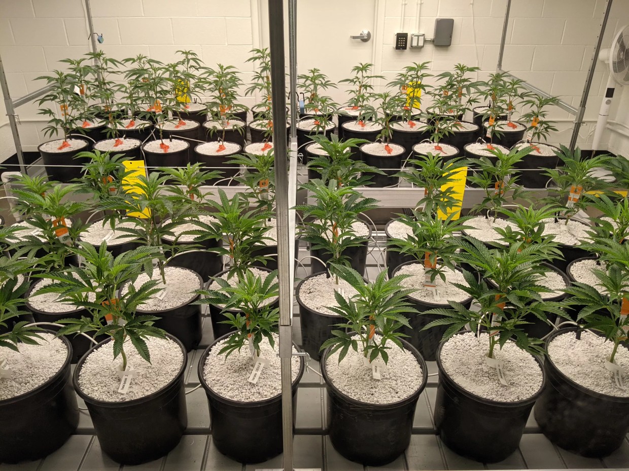 Judge Clears Way for Arizona Social Equity Drawing on Friday