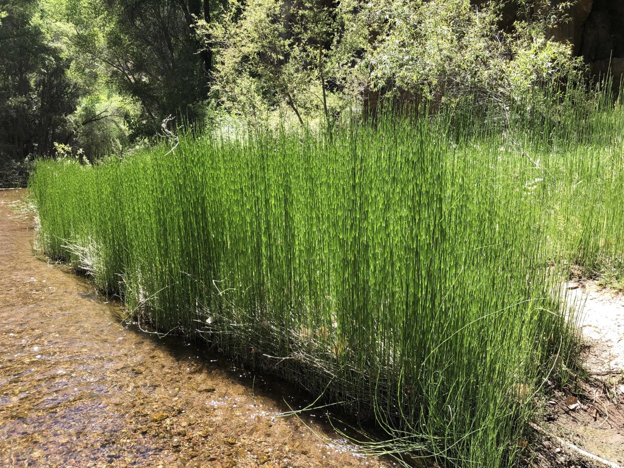 Biden Administration Moves to Roll Back Trump Rule That Endangered Most Arizona Waterways