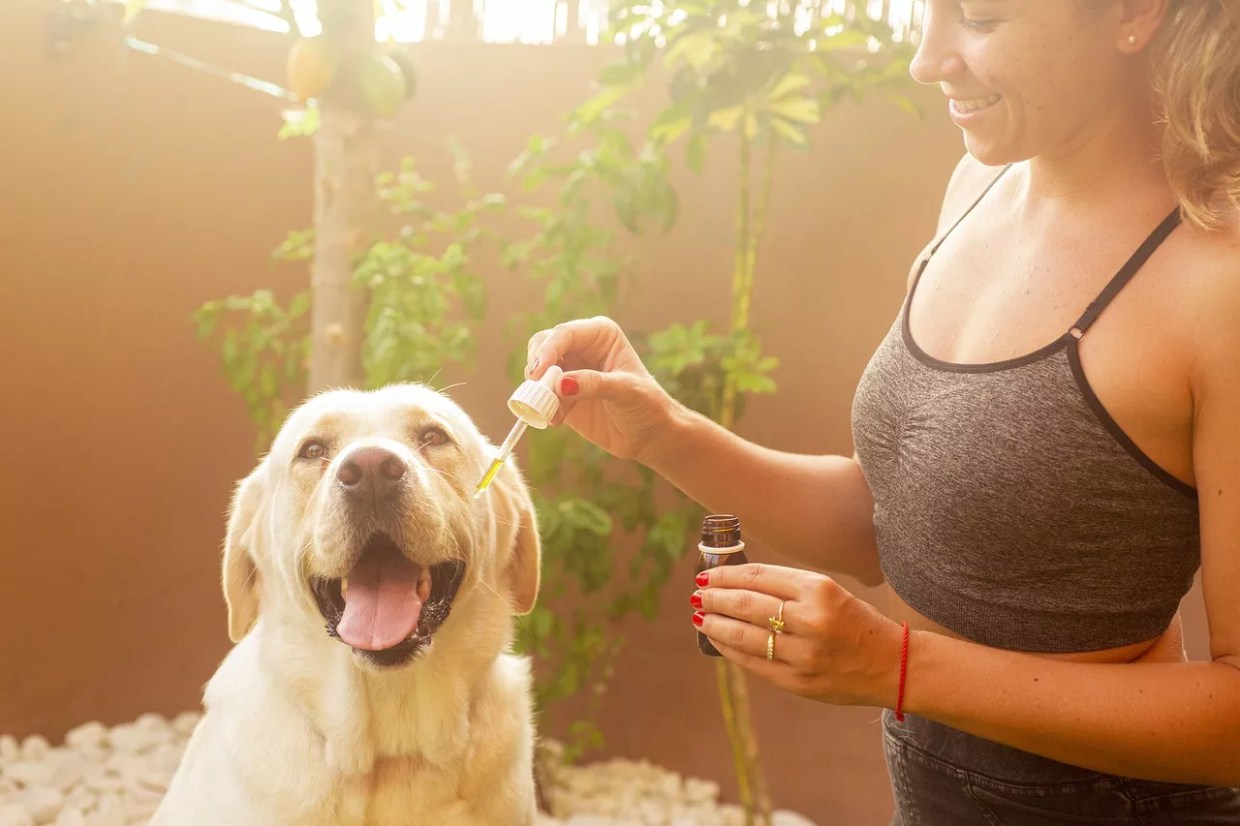 Vets, Pets, and CBD: What to Know About Treating Your Four-Legged Friends