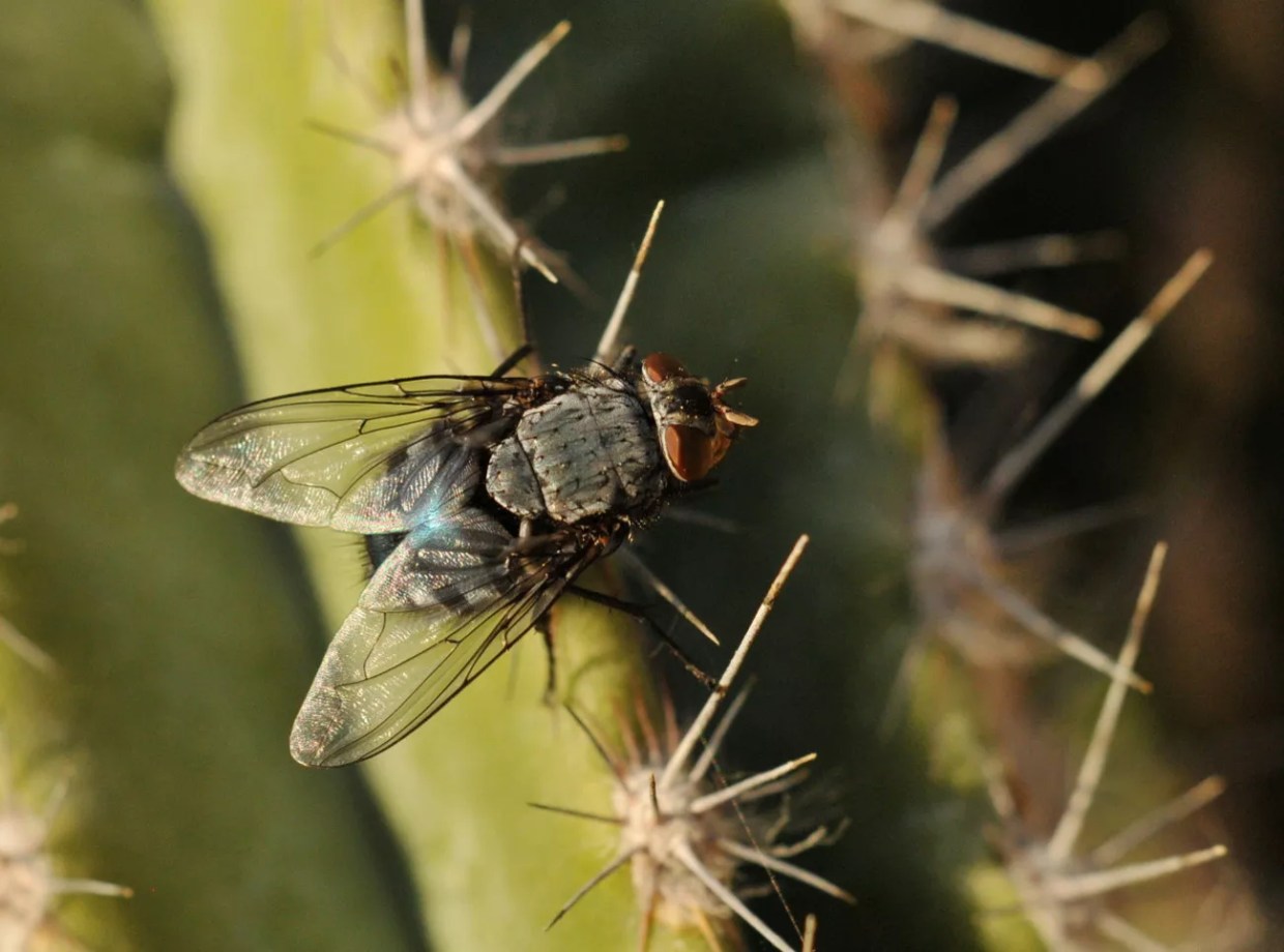 Why Are There So Many Flies In Phoenix This Summer?