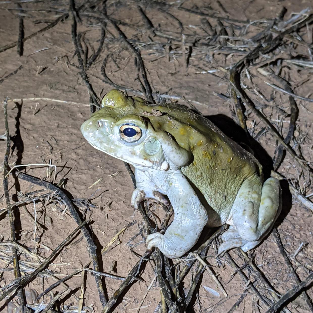 The Return of the Toxic Toad Is Good, Actually