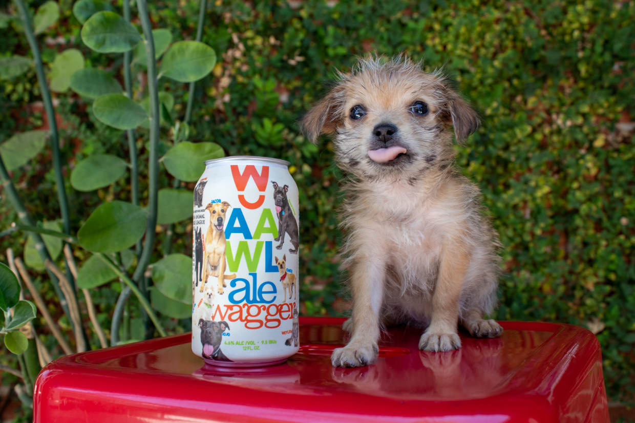 Puppies and Pints: This Phoenix Brewery is Raising Money For Animals Through Beer