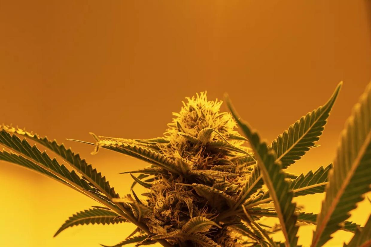 A marijuana plant