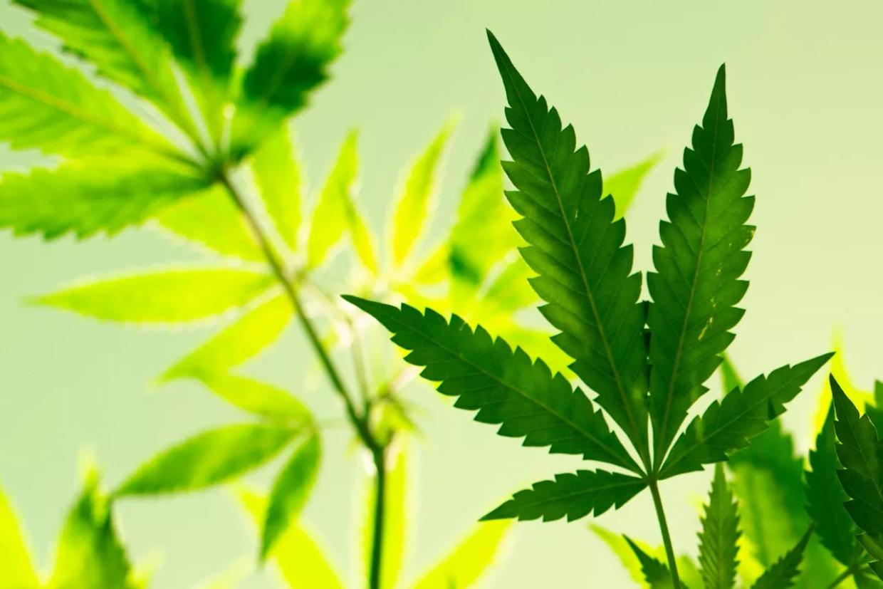 A marijuana plant