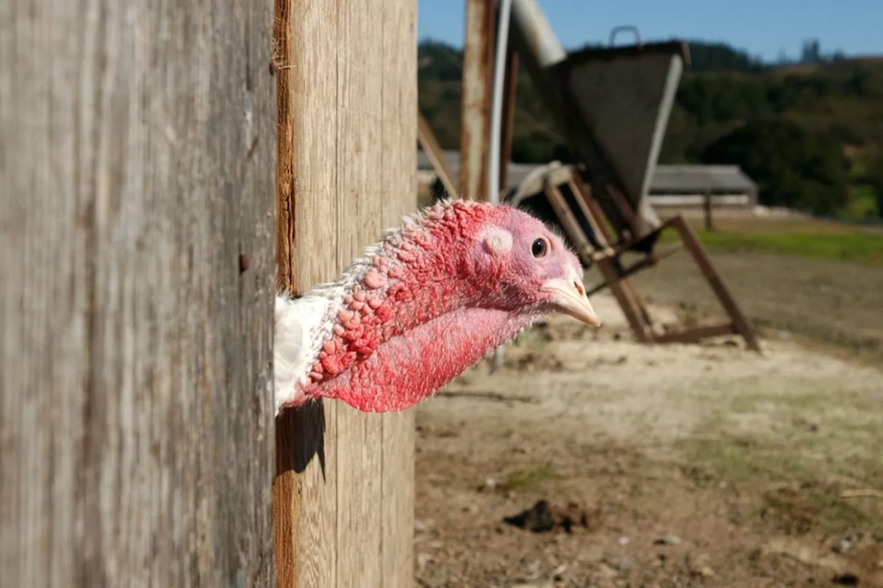Turkey poking head out of barn
