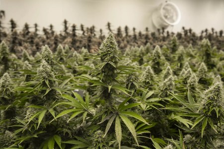 Weed from Phoenix dispensaries recalled for possible fungus issue