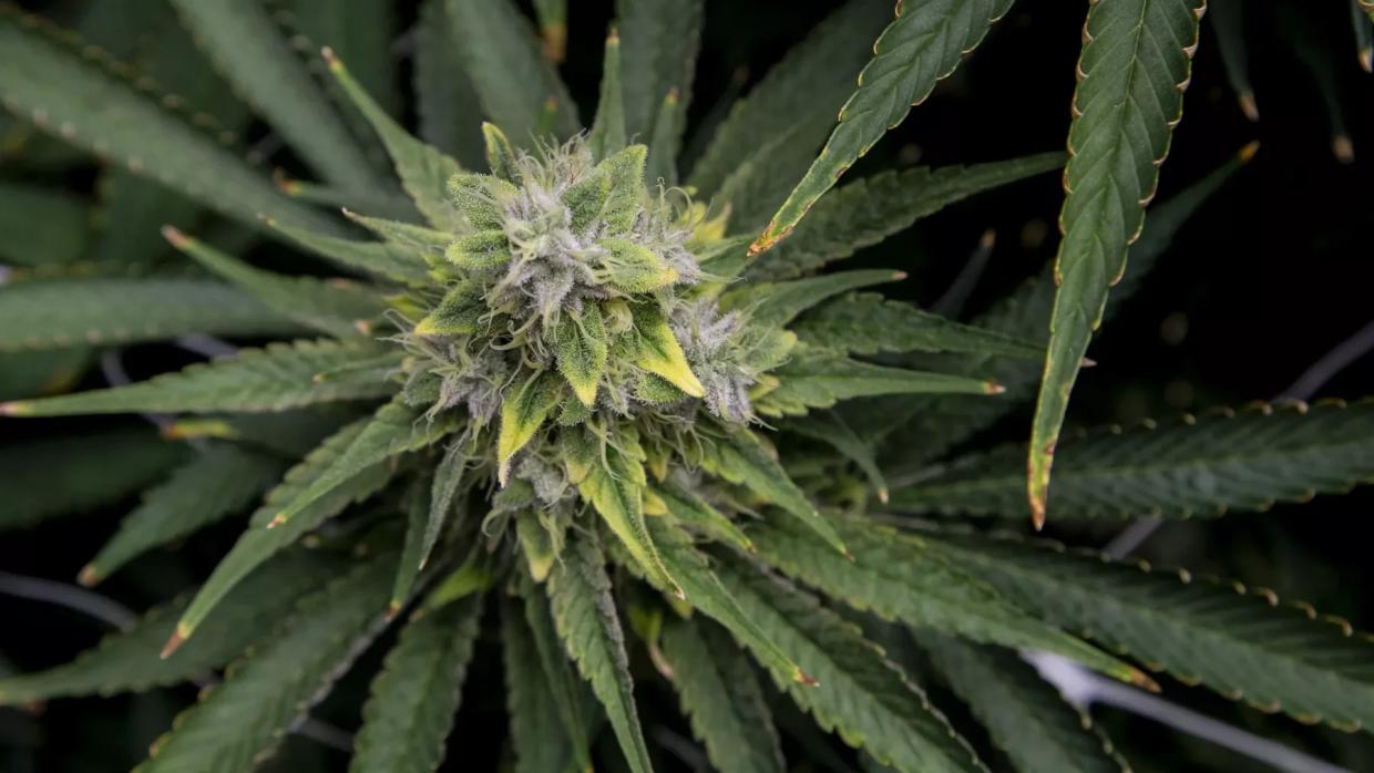 A close-up of a flowering cannabis plant
