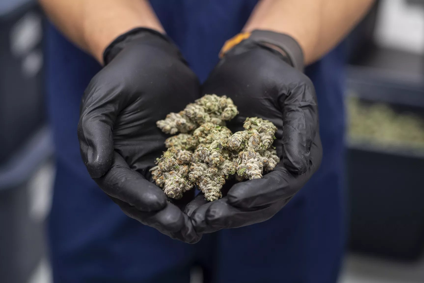 Dried cannabis nuggs