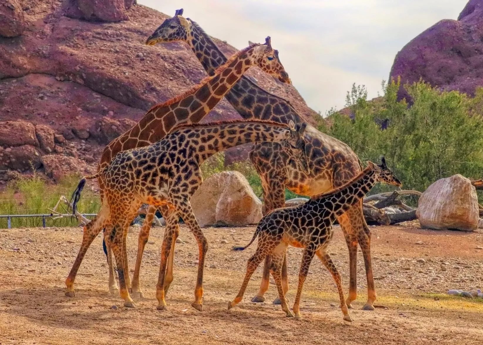Giraffes