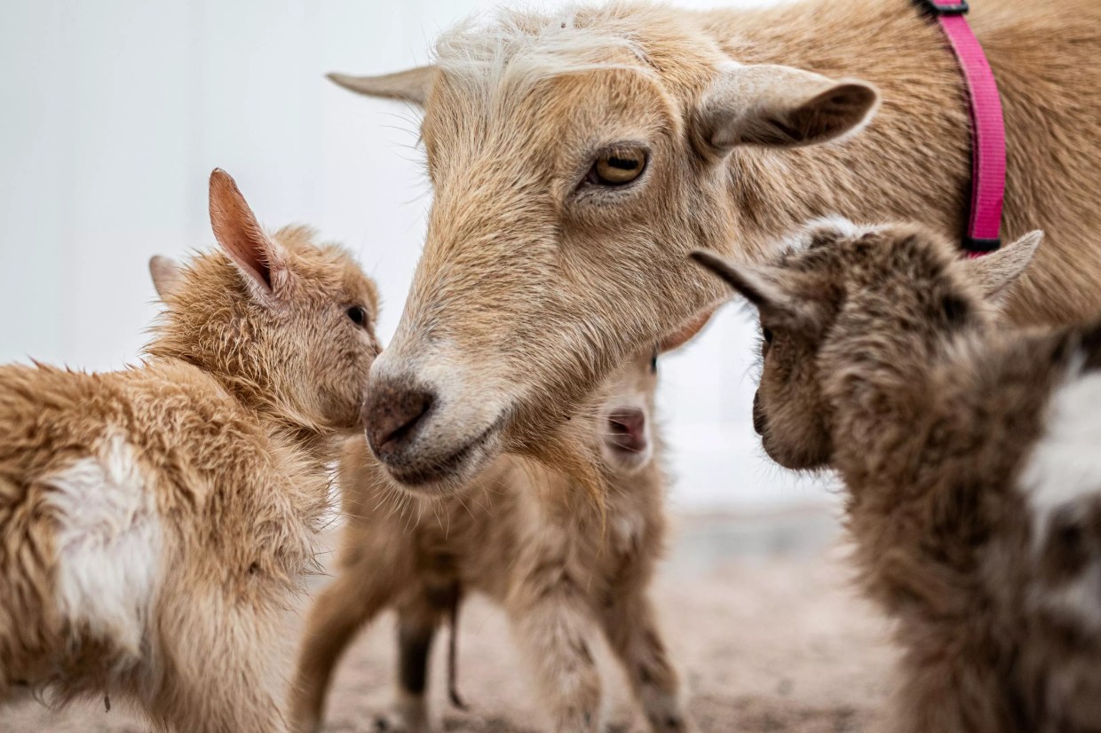Phoenix Zoo announces names of 5 new baby goats