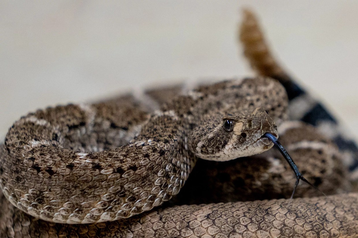 As Arizona shifts into warmer weather, beware of rattlesnakes, experts say