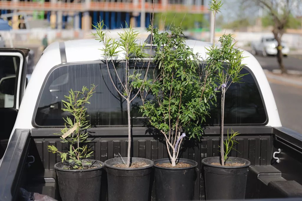 Small potted trees in the back of a pickup truck