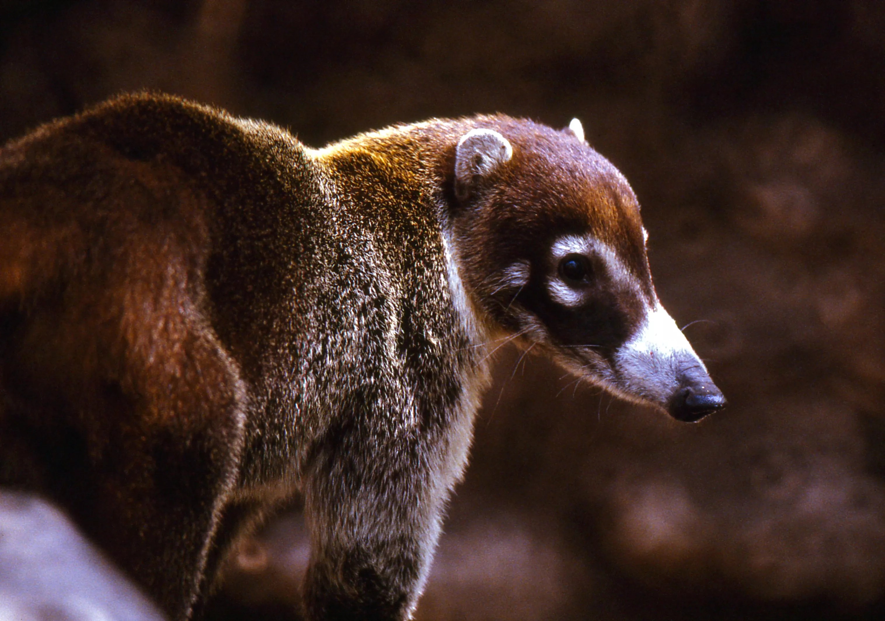 A coati.