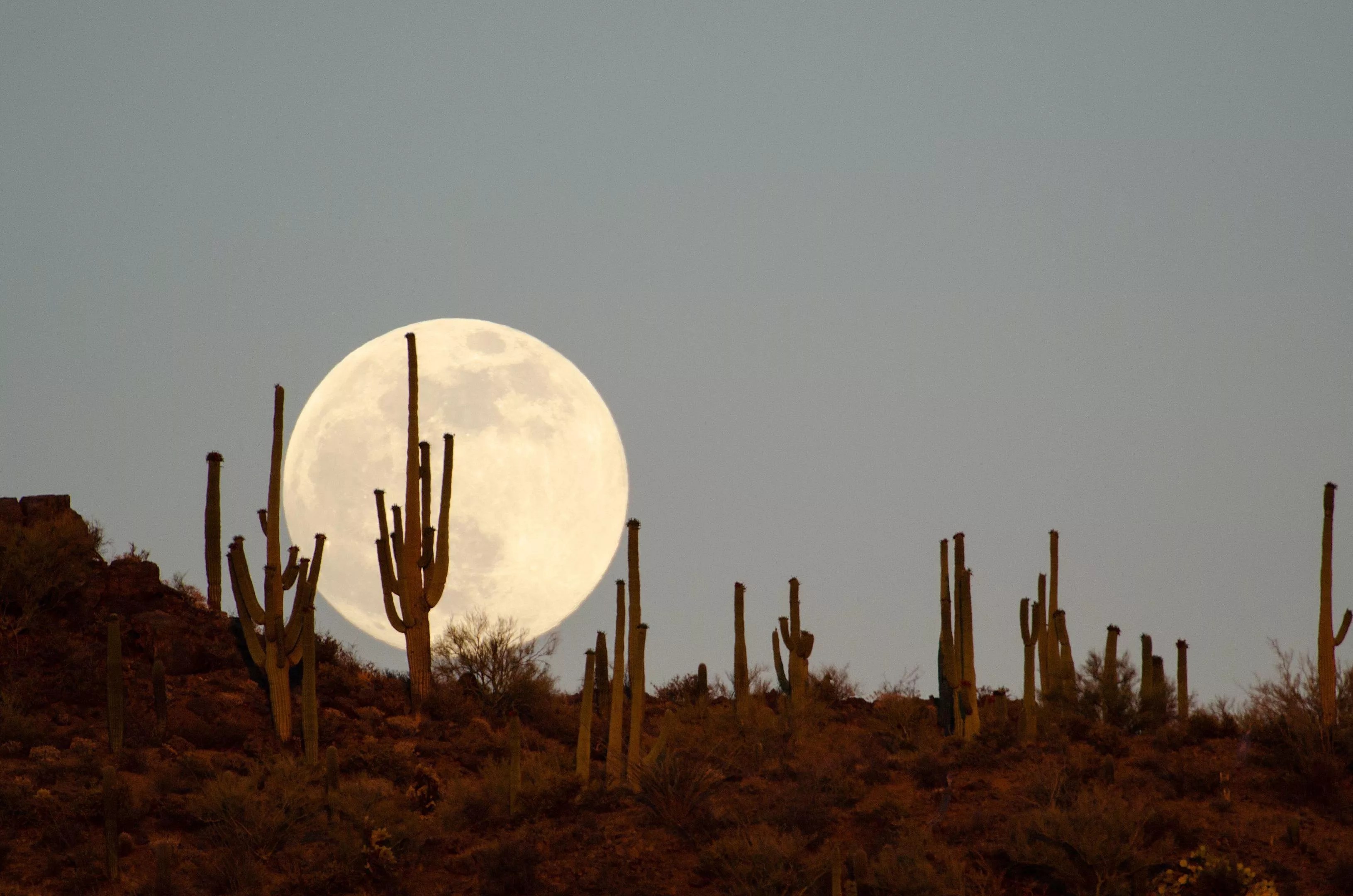 A full moon above a mountain covered in cacti.