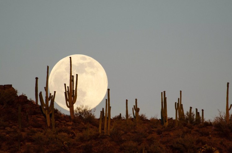 A full moon above a mountain covered in cacti.