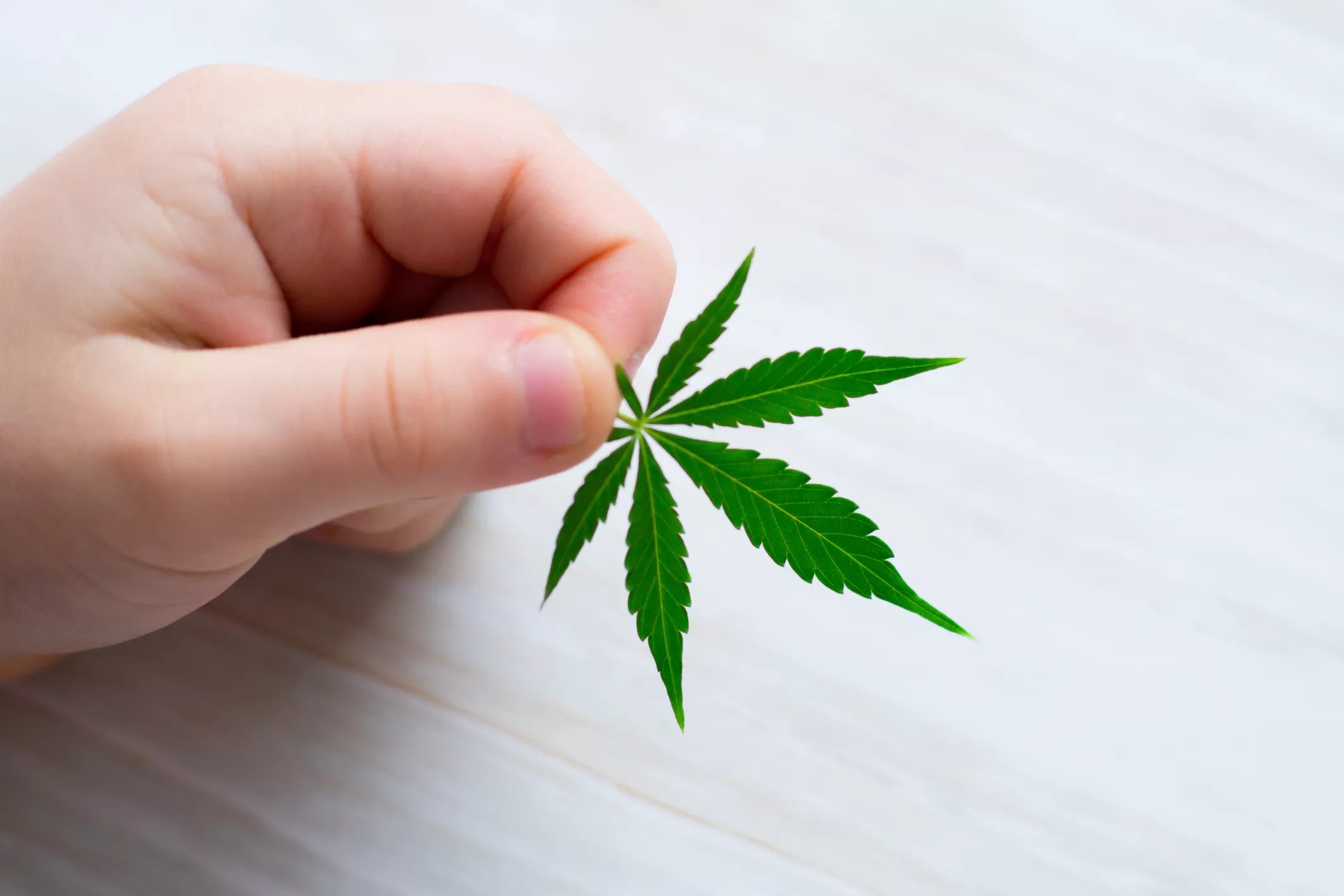 a child's hand holding a marijuana leaf
