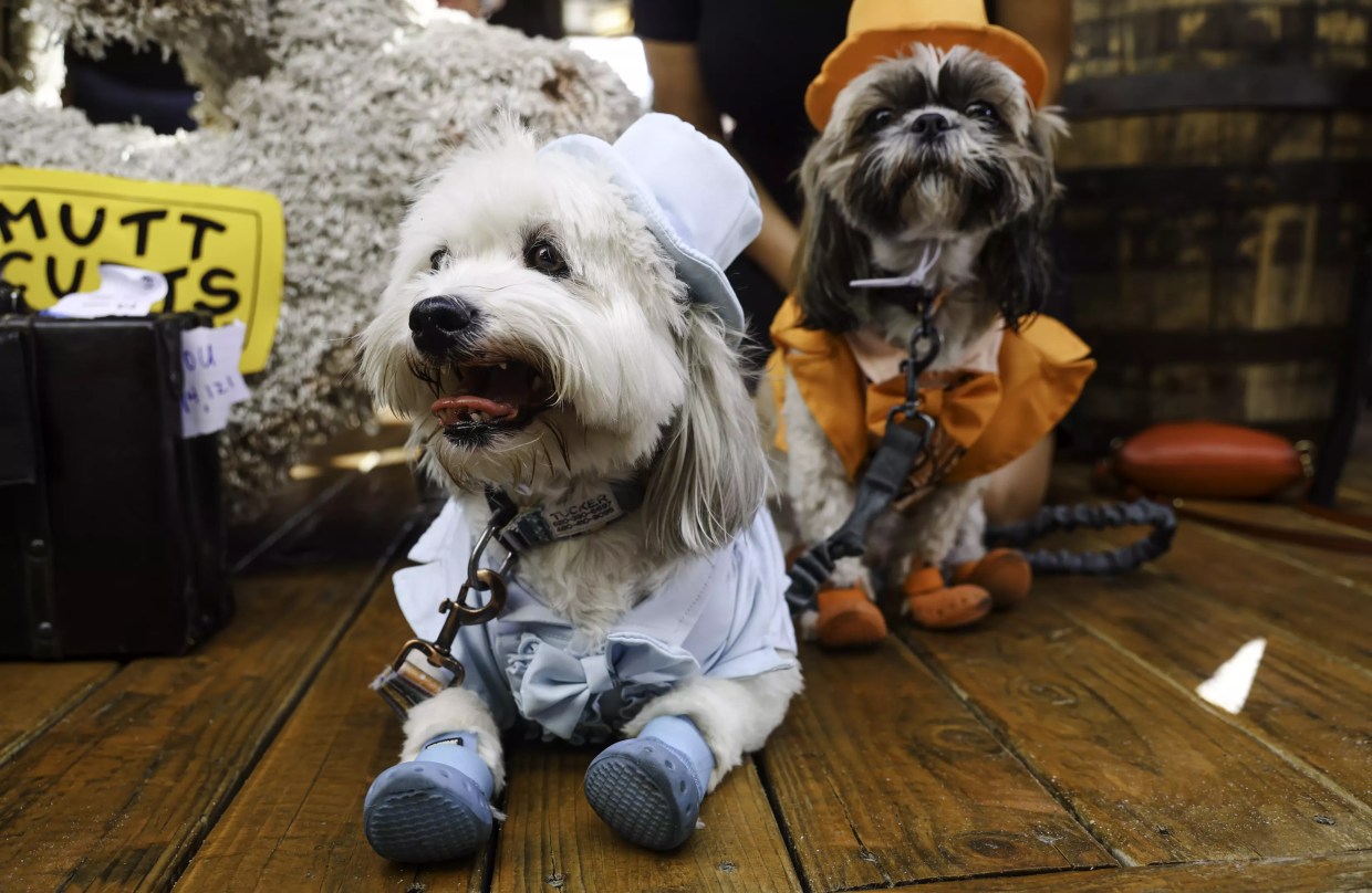 Pups took over Pedal Haus Brewery for Halloween costume contest