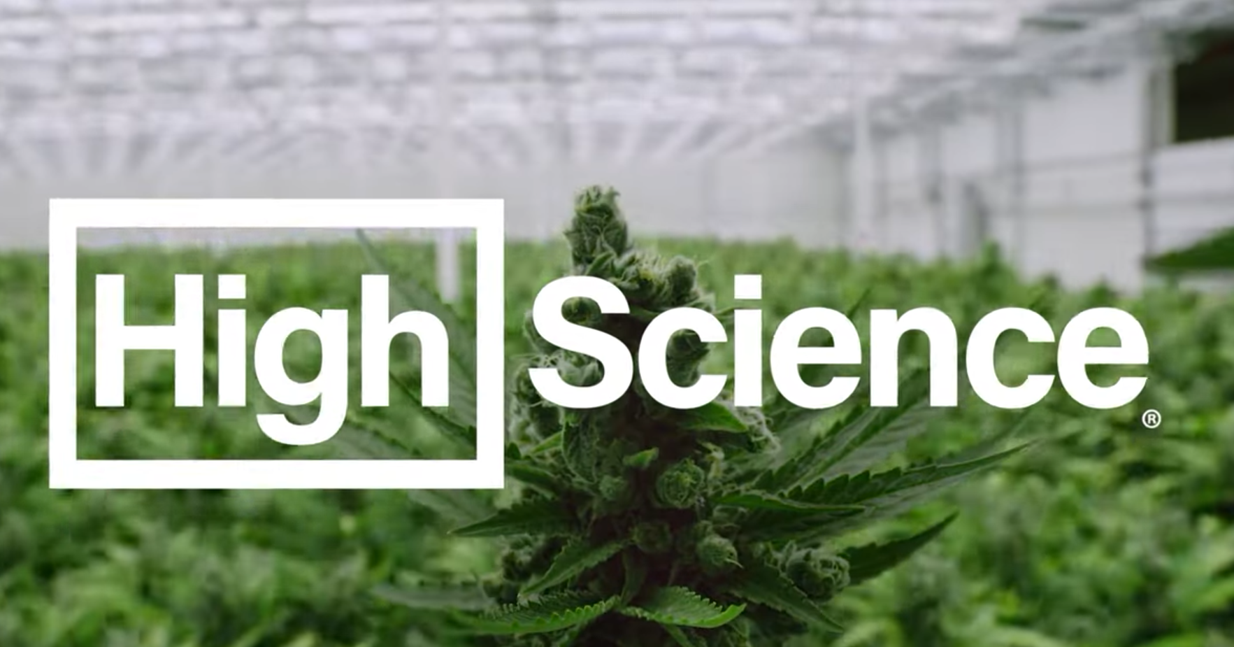 the high science logo against a backdrop of a weed plant