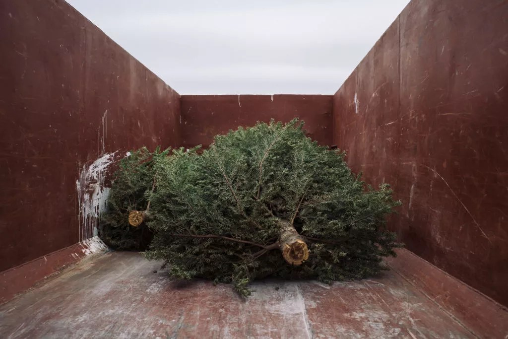 christmas trees in a metal bin