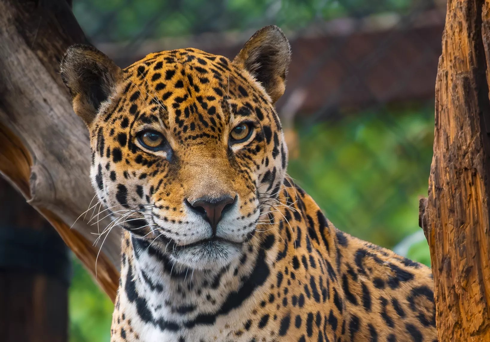 A jaguar