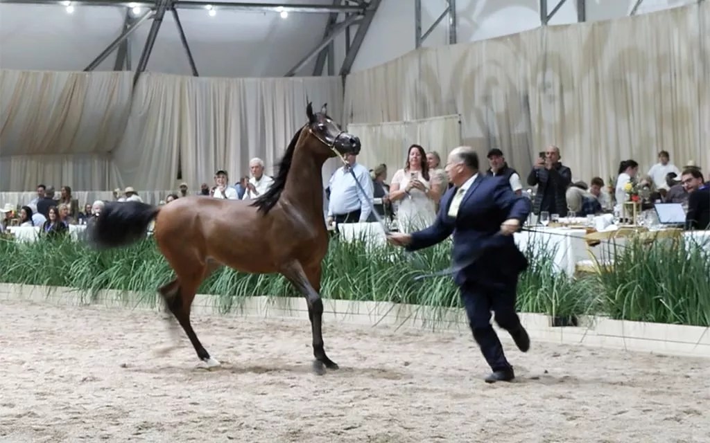 Global Champions Arabian Tour makes U.S. debut in Scottsdale