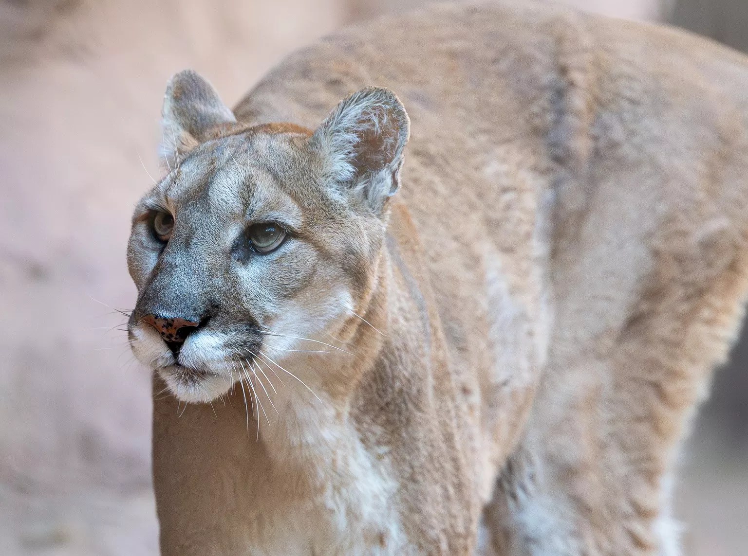 A mountain lion