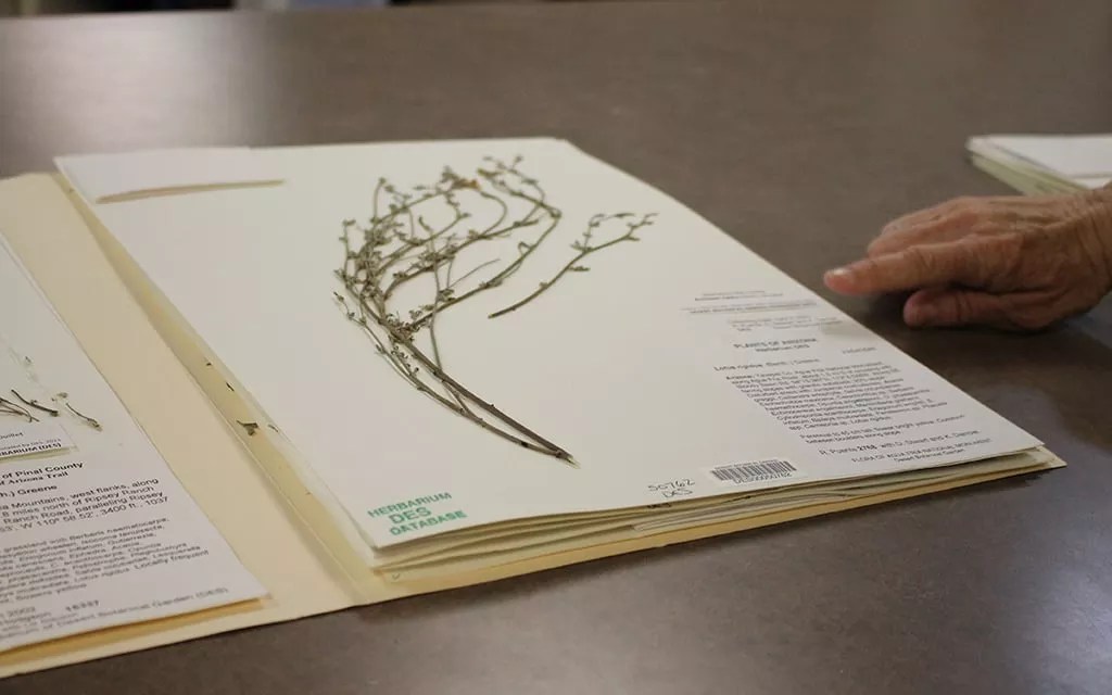 Arizona museums, libraries could lose $3.8M in grants from federal cuts