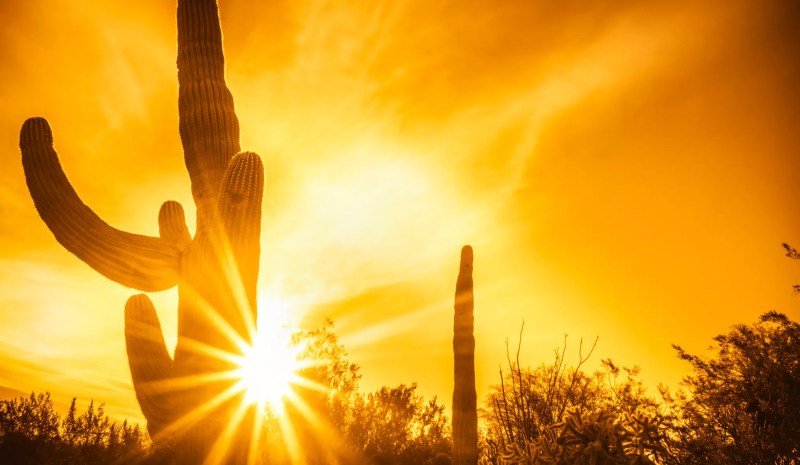 a sun peeking through a cactus in the desert
