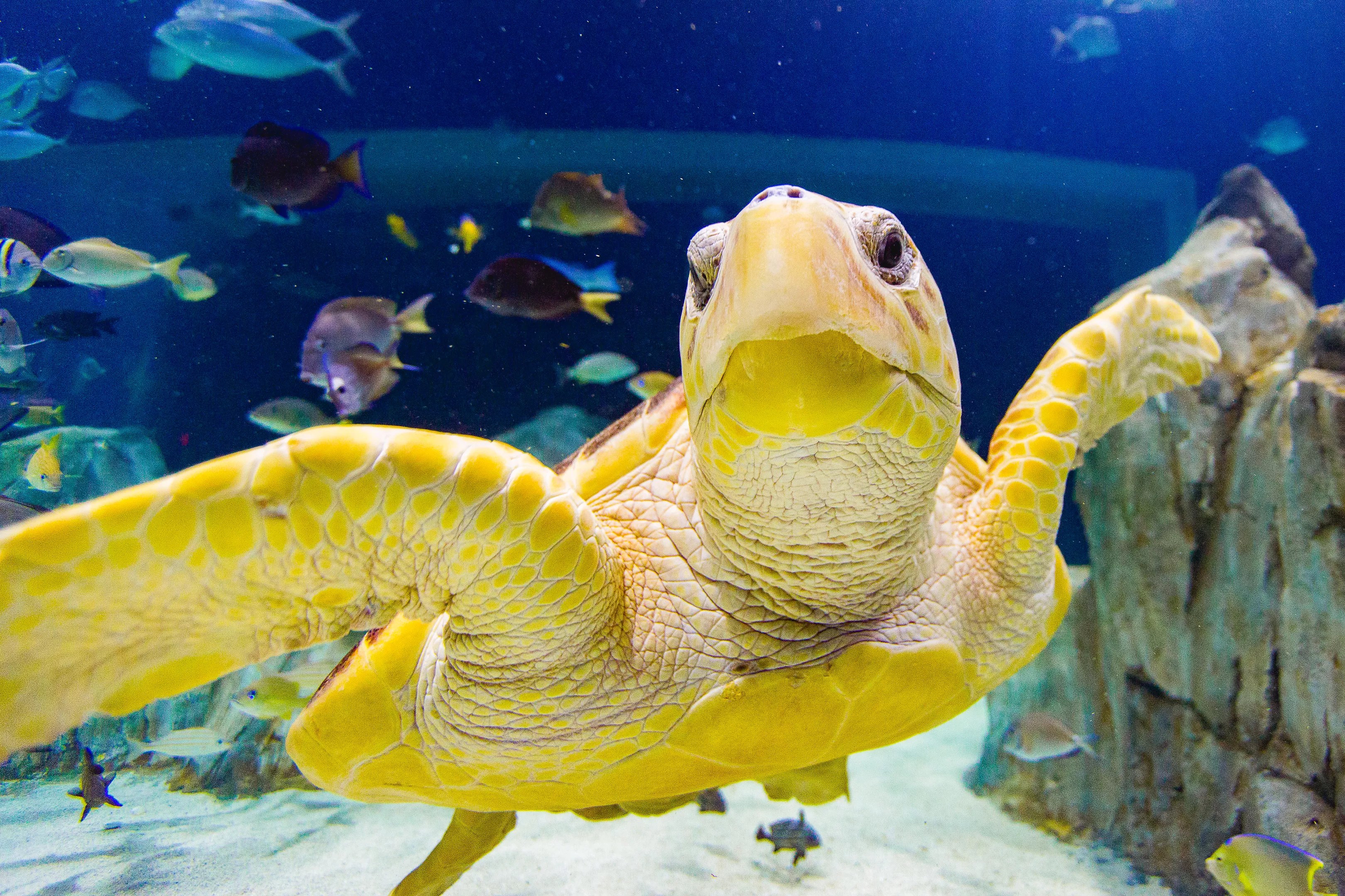 A turtle in an aquarium