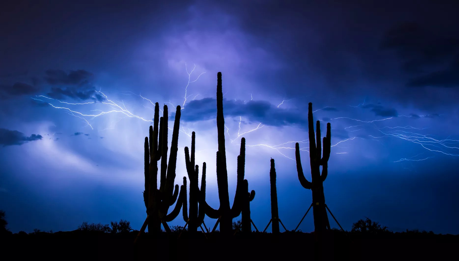 lightning striking behind the silhouettes of saguaro cacti