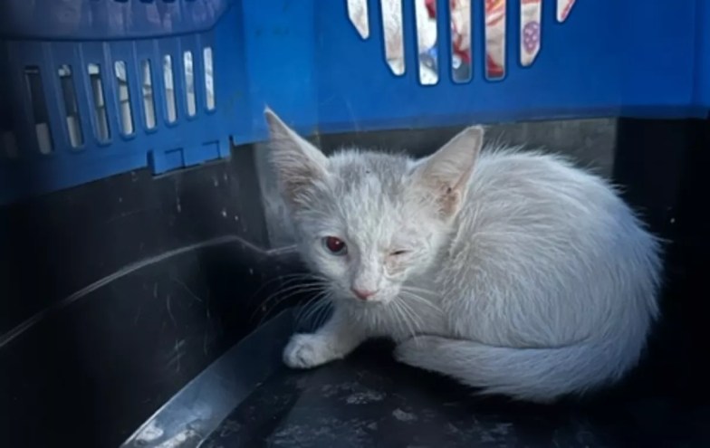 a white cat in a crate with one eye